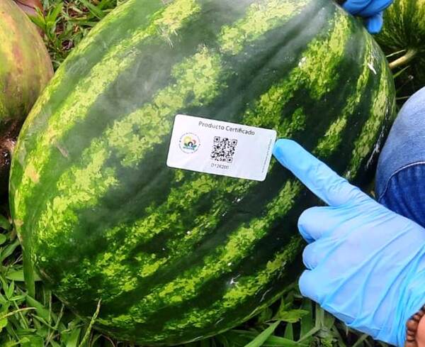 Jóvenes lograron certificación para su producción de sandía