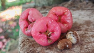 El manzanero chino, una reliquia frutal que florece en Cordillera