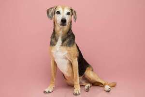 ¿Tu perro cojea al levantarse? Podría ser displasia de cadera: señales de alerta en razas comunes - Mascotas - ABC Color