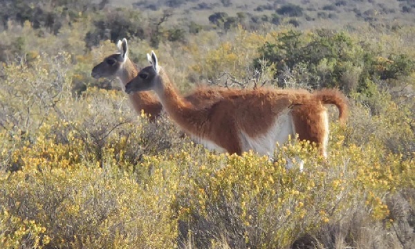 Imágenes captadas en el Parque Nacional Médanos del Chaco revelan la supervivencia del guanaco - OviedoPress