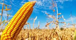 La Nación / Con altos rendimientos cierra su campaña del programa Avatiky