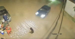 Siniestro vial cobró la vida de un abuelo y su perro