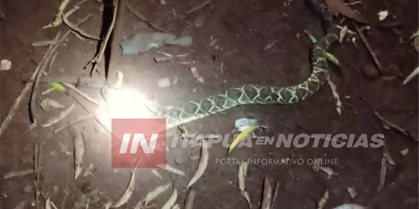 MENOR DE 10 AÑOS FUE AUXILIADO TRAS SER MORDIDO POR UNA SERPIENTE CASCABEL