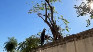 Trinidad: Denuncian tala de árboles y resaltan que nadie respeta a Luis Bello, "la continuidad de Nenecho"