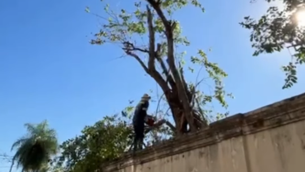 Trinidad: Denuncian tala de árboles y resaltan que nadie respeta a Luis Bello, "la continuidad de Nenecho"