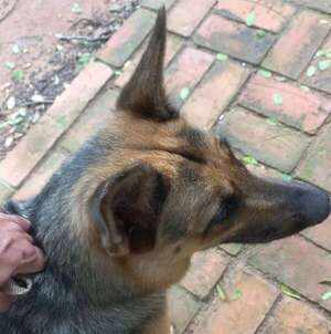 Perrita pastor alemán encontrada  - Encontrá a tu mascota - ABC Color