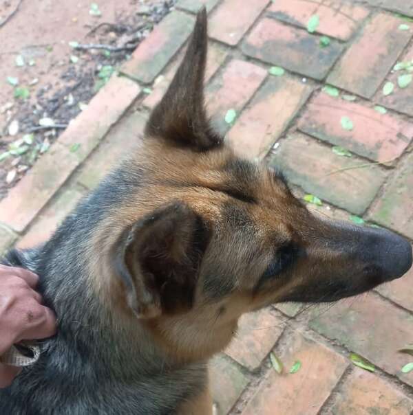 Perrita pastor alemán encontrada  - Encontrá a tu mascota - ABC Color