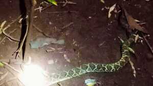 Un niño fue mordido por una víbora cascabel