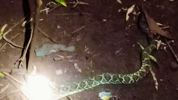 Un niño fue mordido por una víbora cascabel