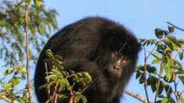 Matan cruelmente a un karaja que intentaba volver al monte