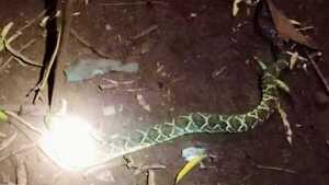 Niño de 10 años sobrevive a mordida de serpiente en Itapúa