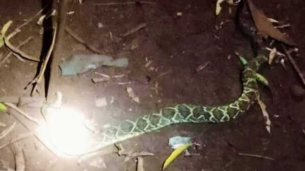 Niño de 10 años sobrevive a mordida de serpiente en Itapúa
