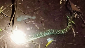 Niño de 10 años sobrevive a mordida de serpiente en Itapúa - Noticiero Paraguay