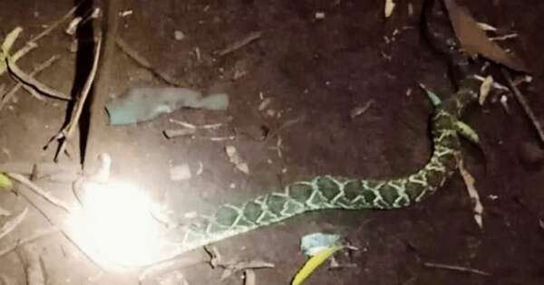 Diario HOY | Niño de 10 años fue mordido por una serpiente cascabel en Itapúa