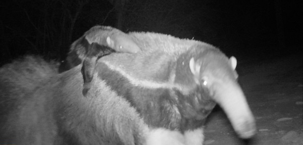 Jurumí en peligro: ganadería y perros amenazan su hábitat