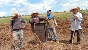 San Estanislao: preocupados por el bajo precio del producto de la variedad “sésamo blanco”  - Nacionales - ABC Color