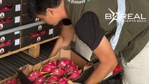 Paraguay concreta primera exportación de pitahaya a Uruguay | Unicanal