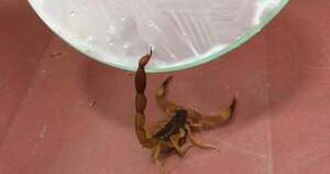 La Nación / Salud recibe sueros antiescorpiónicos para prevenir emergencias ante picaduras