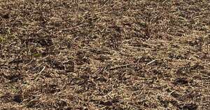 La Nación / Justicia garantiza continuidad de cosecha a productor de soja en Canindeyú