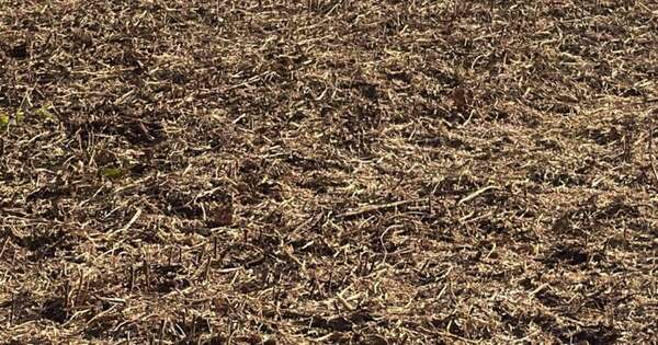 La Nación / Justicia garantiza continuidad de cosecha a productor de soja en Canindeyú