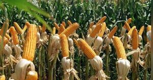 La Nación / Con altos rendimientos, programa Avatiky cierra etapa