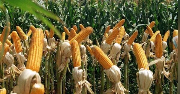 La Nación / Con altos rendimientos, programa Avatiky cierra etapa