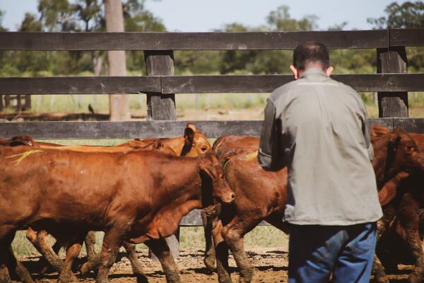 Pantalla Paraguay remata más de 800 vacunos por COPA TV, hoy martes