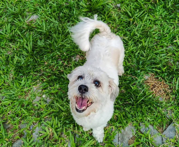 Mascotas y calor: Consejos para un verano seguro en Py