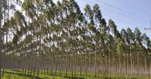 La Nación / El sector forestal, a la altura de estándares de sostenibilidad