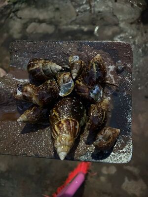 Caracoles africanos invaden viviendas