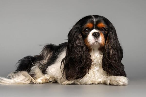 El precio de la “pureza”: los problemas genéticos más comunes en las razas con pedigree  - Mascotas - ABC Color