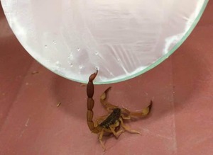 Salud refuerza su “escudo” contra escorpiones con sueros especiales que llegan desde Brasil - La Tribuna