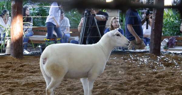 La Nación / Producción ovina: crecimiento lento, pero con rentabilidad