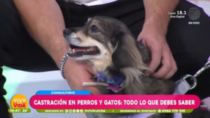 Mitos y verdades sobre la castración: una decisión clave para la salud de las mascotas
