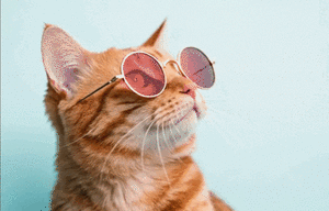 ¿Quién manda a quién? Diez señales de que tu gato es el verdadero dueño de tu casa - Mascotas - ABC Color