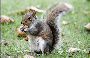 Día Mundial de la Ardilla: modelo de memoria y agente de reforestación  - Ciencia - ABC Color