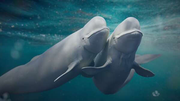 Las ballenas beluga cambian de pareja como estrategia de supervivencia en el Ártico - Ciencia - ABC Color