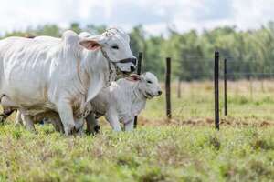 Bancop acompaña la inversión promoviendo la producción ganadera - Empresariales - ABC Color