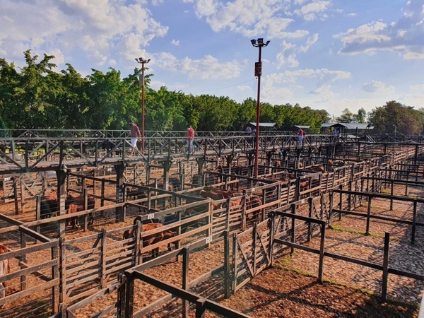 Hoy miércoles, El Corral remata más de 500 vacunos de invernada por COPA TV