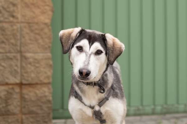 ¿Tu perro se está volviendo gris? No siempre es la edad: causas del encanecimiento prematuro - Mascotas - ABC Color