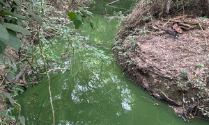 “Si ESSAP no va a mejorar, que nos deje vivir con nuestra miseria”, lanzó contra LuisFer Bernal, Leo Ramoa - OviedoPress