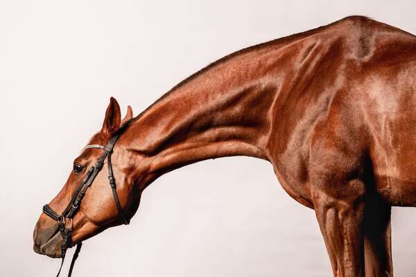 Estudio sugiere que los caballos perciben el miedo humano - Ciencia - ABC Color