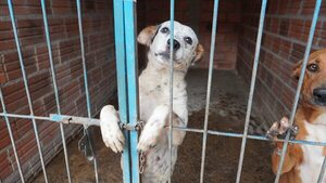 Lucha contra el maltrato animal: crean el primer registro de agresores - trece