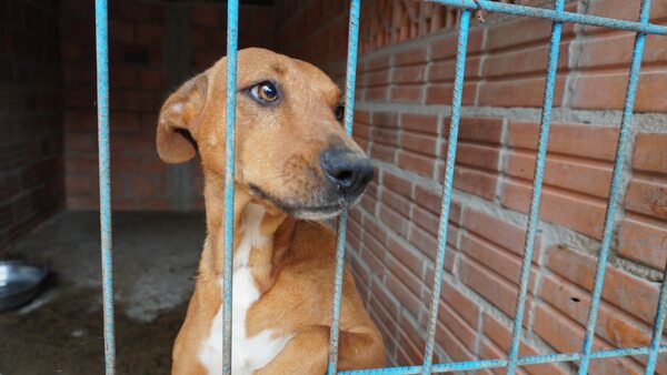 Lanzan primer Registro Nacional de Agresores de Animales | Unicanal