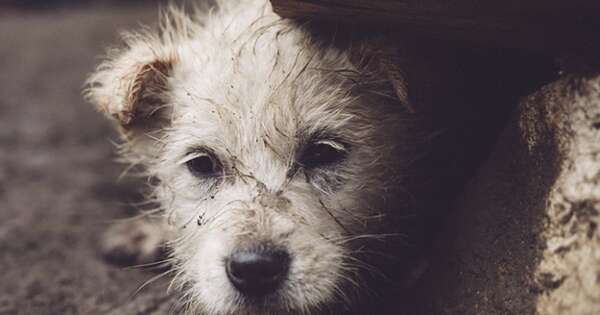 Diario HOY | ¡Histórico! Paraguay crea el Registro Nacional de Agresores de Animales