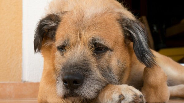 Paraguay lanza el primer Registro Nacional de Agresores de Animales