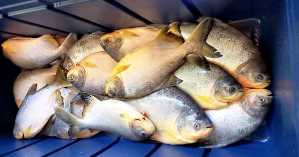 La Nación / Nueva Alborada: piscicultura aguarda impulso para ampliar su escala productiva