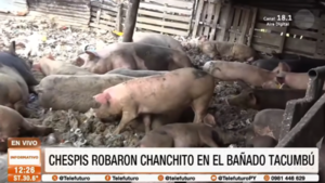 Inseguridad en el Bañado Tacumbú: delincuentes roban cerdos