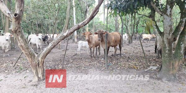 DENUNCIAN SUPUESTO ABIGEATO DE MÁS DE 50 ANIMALES VACUNOS EN ATINGUY