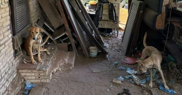 Diario HOY | Rescatan a dos perros atados, sin agua y abandonados en Altos
